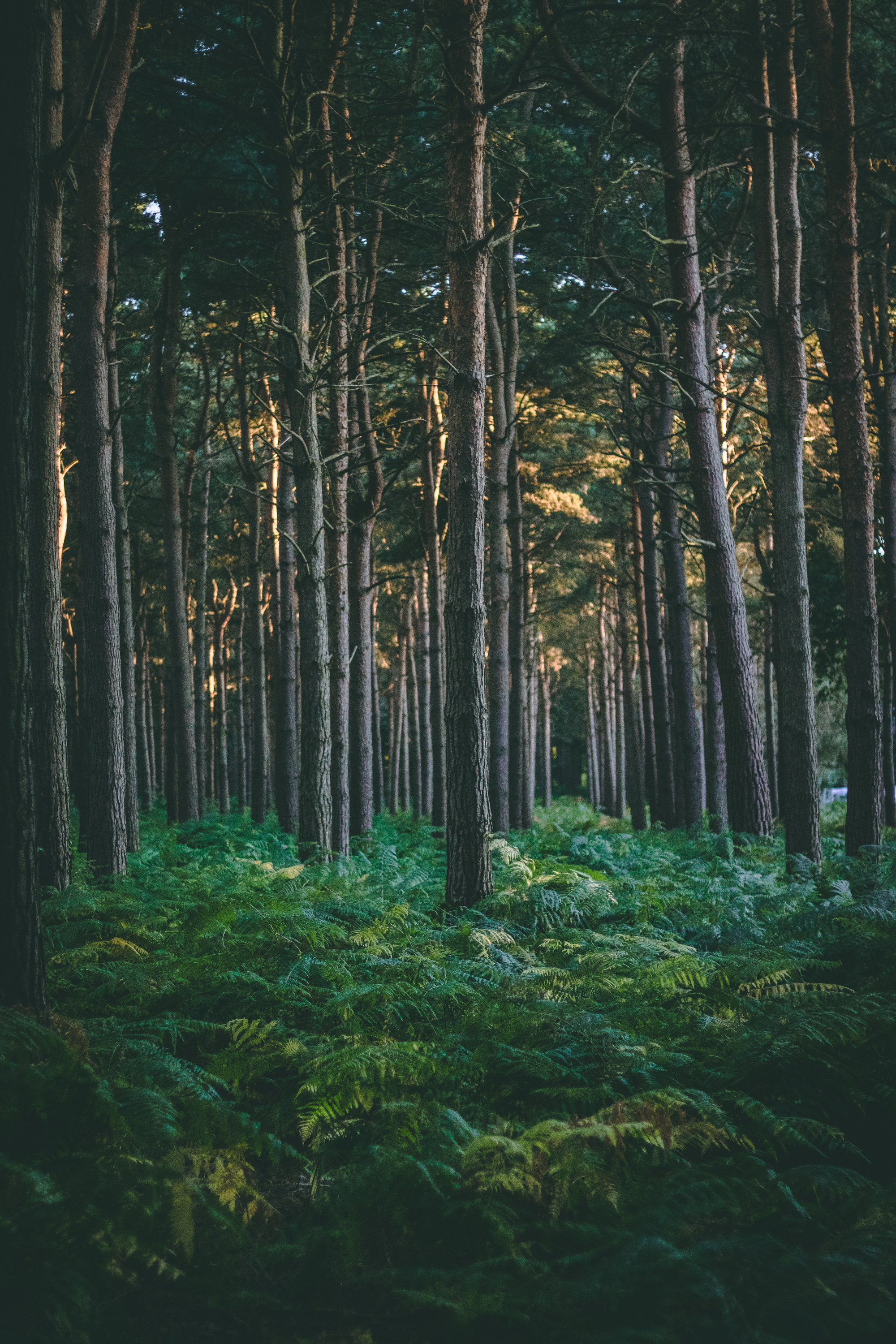 Forest Under Brown Sky