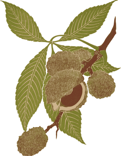 Chestnut Branch Illustration 