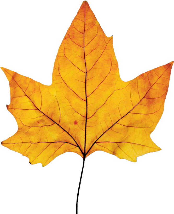 Yellow Autumn Leaf Cutout