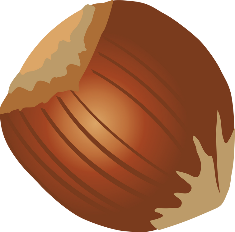 Hazelnut Nut Illustration