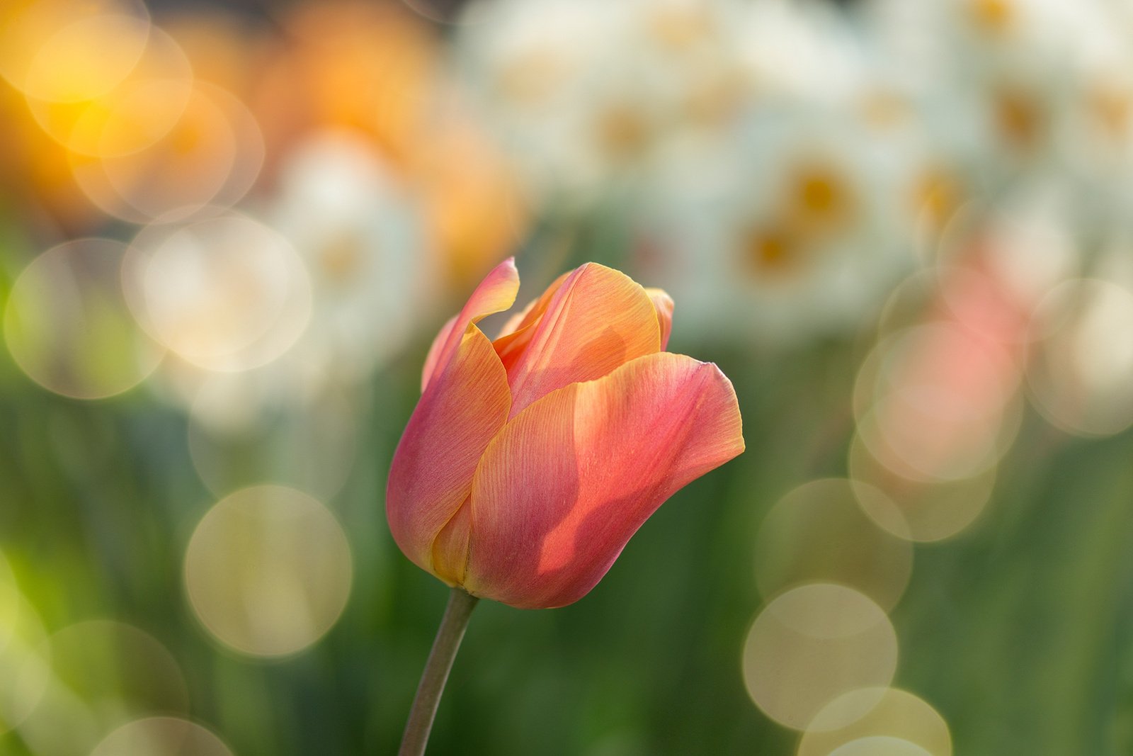 A Flower in Nature